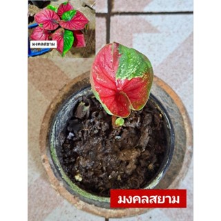 "บอนสี มงคลสยาม ป้ายสวยๆจิ๋วๆ ดินภูเขาไฟบุรีรัมย์" บอนสีราชินีแห่งไม้ใบ ส่งพร้อมกระถางพลาสติก