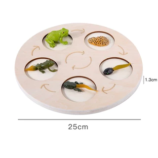 Tray & Animal life cycle Sensory play โมเดลวงจรชีวิตสัตว์ ถาดวงจรชีวิตสัตว์ 61แบบ(พร้อมส่งจากไทย) montessori sensory bi