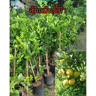 ต้นส้มแป้นขี้ม้า หรือส้มขี้ม้า ส้มโบราณ ส่งขายทั้งถุงชำ ขนาดต้น40-50ซม.