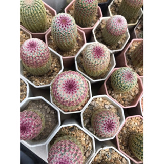 เรนโบว์ไม้เมล็ด Echinocereus Pectinatus