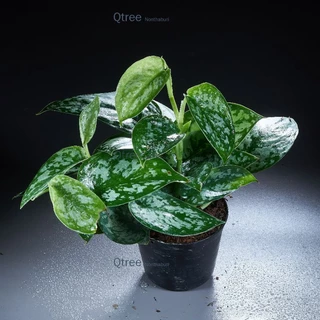 พลูหัวใจแนบ ไม้ใบเลี้ยงในร่มขนาด 4 นิ้ว Scindapsus pictus Exotica