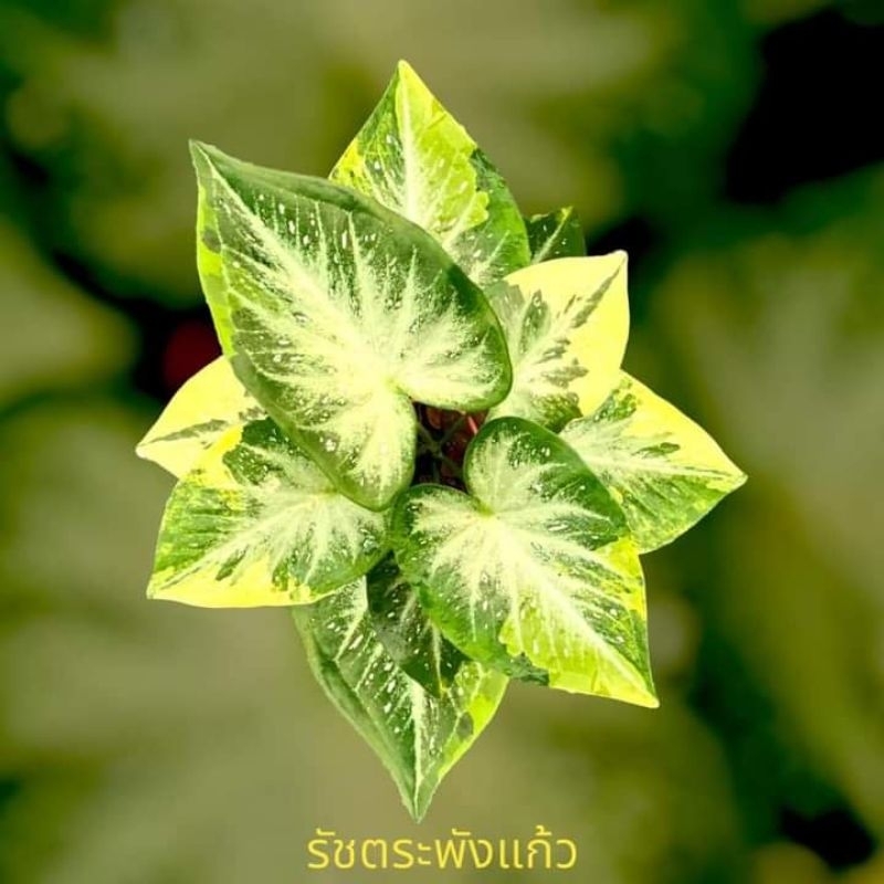 บอนสีชายชนด่างเหลือง( รัชตระพังแก้วด่างสวยๆ)