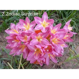 🌸บัวดินZ.Ziodiac Surprise แตกกอเก่ง สีหวานละมุน