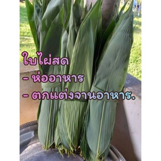 ใบไผ่สดๆ คัดพิเศษ เลือกใบใหญ่ๆ ให้ทุกออเดอร์