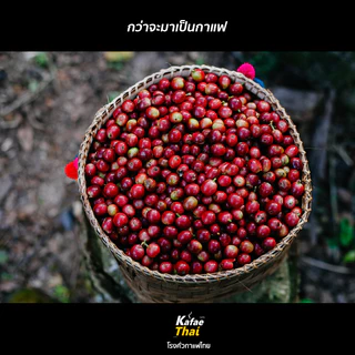 [ส่งฟรี] เมล็ดกาเเฟคั่ว Arabica Medium Roast อาราบิก้า 100% คั่วกลาง หอม กลมกล่อม ขนาด 250 กรัม
