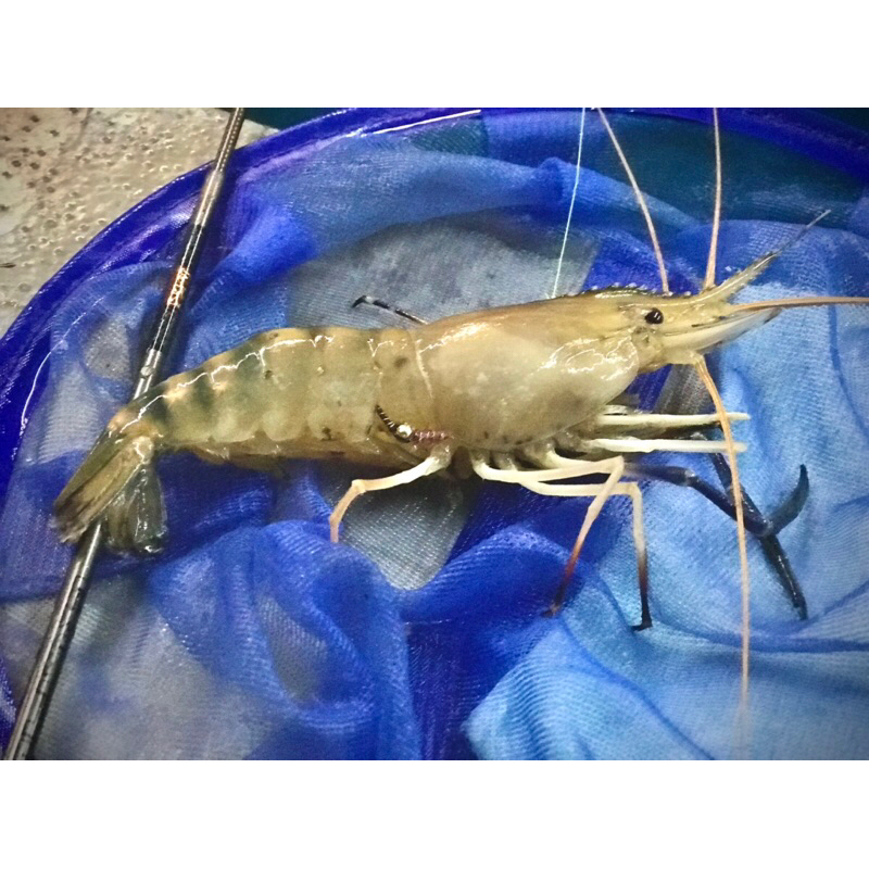 Shrimp Master ชุดตกกุ้งสำเสร็จ Pro S23S ชุดทุ่นหนอน - รูปที่ 3