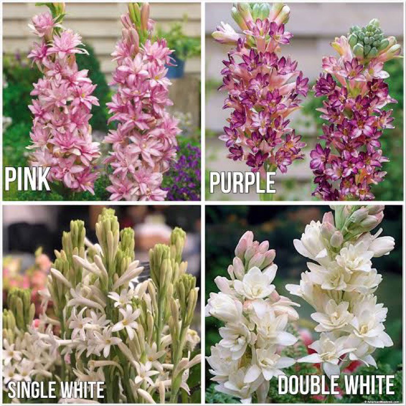 ซ่อนกลิ่นฮอลแลนด์ Polianthes ดอกหอมปลูกแดดจัด