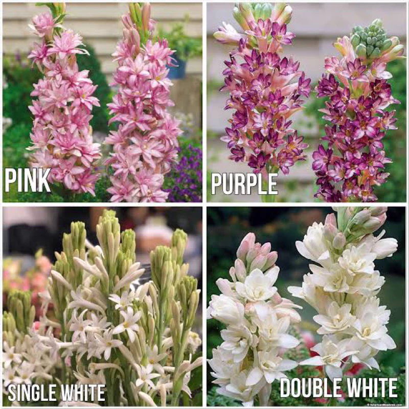 ซ่อนกลิ่นฮอลแลนด์ Polianthes ดอกหอมปลูกแดดจัด