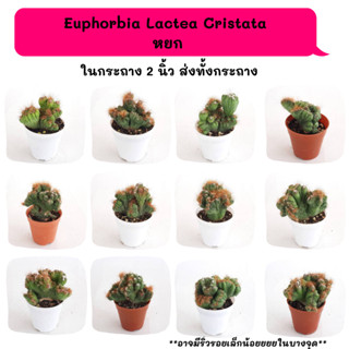 Euphorbia​ Lactea​ Cristata หยก  Cactus กระบองเพชร พืชอวบน้ำ พืชทะเลทราย ตะบองเพชร