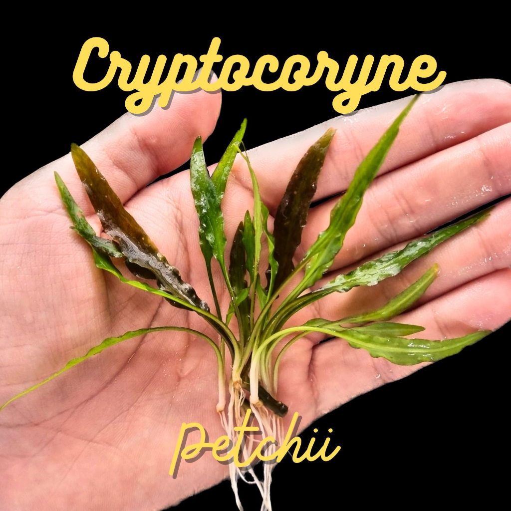 คริปศรีลังกา เลือกได้ ใบน้ำ-ใบบก ไม่ต้องการ co2 - CRYPTOCORYNE PETCHII ต้นไม้น้ำ