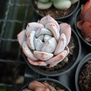 พร้อมส่ง กุหลาบหิน HYBRID ไม้อวบน้ำ ไฮบริด สายพันธุ์ใหม่ๆ กระถาง 5 cm succulent echeveria haworthia lithop Cactus