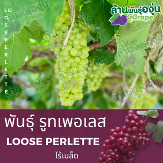 กิ่งพันธุ์องุ่น รูทเพอเรท (Loose Perlette) ไร้เมล็ด