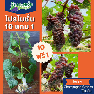 [แพ็ค 10 แถม 1]  กิ่งพันธุ์องุ่น ไข่ปลา (Champagne Grapes) ไร้เมล็ด