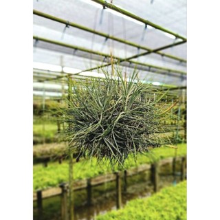 Tillandsia schiedeana major ไม้รากอากาศกอใหญ่