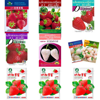 เมล็ด สตรอเบอร์รี่ ขาว สตรอเบอร์รี่ กลิ่น นมสด 200เมล็ด F1/OP ( Strawberry Seed ) สตรอเบอร์รี่ ยักษ์ 40 เมล็ด สายพันธุ์OP