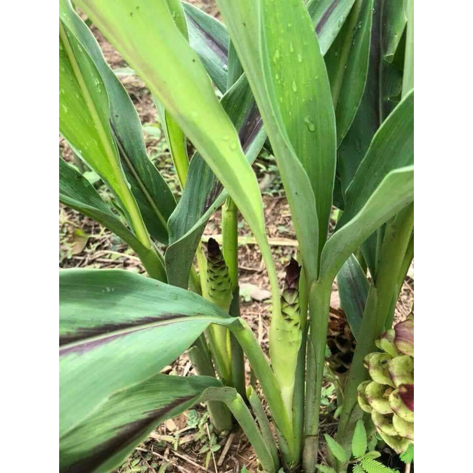 กระเจียวหวาน เพชรน้ำผึ้ง ถุงดำพร้อมปลูก 39 บาท ปลูกครั้งเดียวทานได้ตลอด - รูปที่ 3