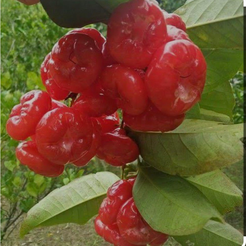 ต้นชมพู่พลาสติก หรือชมพู่แก้ว – โปรปัง