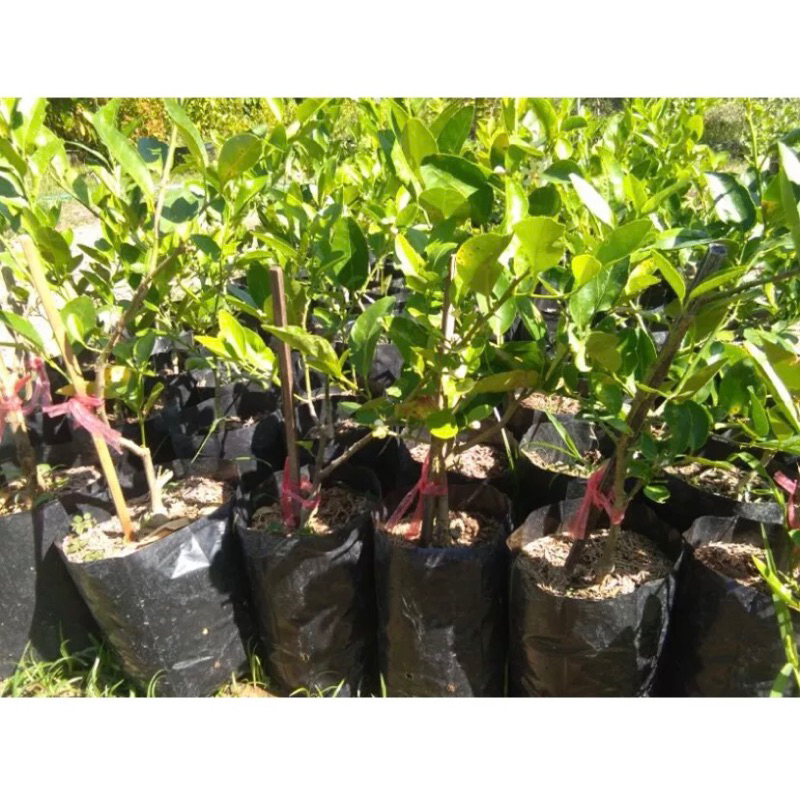 มะนาวแป้นพิจิตร 1 🔥กิ่งทาบเสียบยอดขนาด50-70cmต้นแข็งแรงมีรากแก้วชำเรียบร้อยพร้อมปลูก บางก็เริ่มออกดอกออกลูกแล้ว - รูปที่ 5