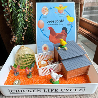 🐣Chicken Sensory Play🐣 กล่องกิจกรรม เรียนรู้วงจรชีวิตไก่ เสริมพัฒนาการความคิด ประสาทสัมผัส