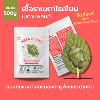 ส่งฟรี เมธาไรเซียม (500g) กำจัดแมลงศัตรูพืช ออร์แกนิคแท้ เพาะเชื้อในห้องLAB100% ปลอดภัยต่อผู้ใช้และสัตว์เลี้ยง