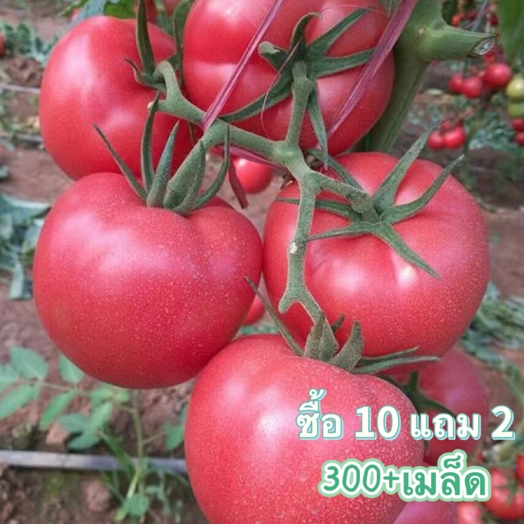 เมล็ดพันธุ์มะเขือเทศลูกท้อ 50 เมล็ด [ 10เเถม 2คละได้  ]