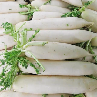 เมล็ดผักกาดหัว 150+เมล็ด (ซื้อ10แถม2 คละได้) ผักกาดหัว ไชเท้าสับปะรด