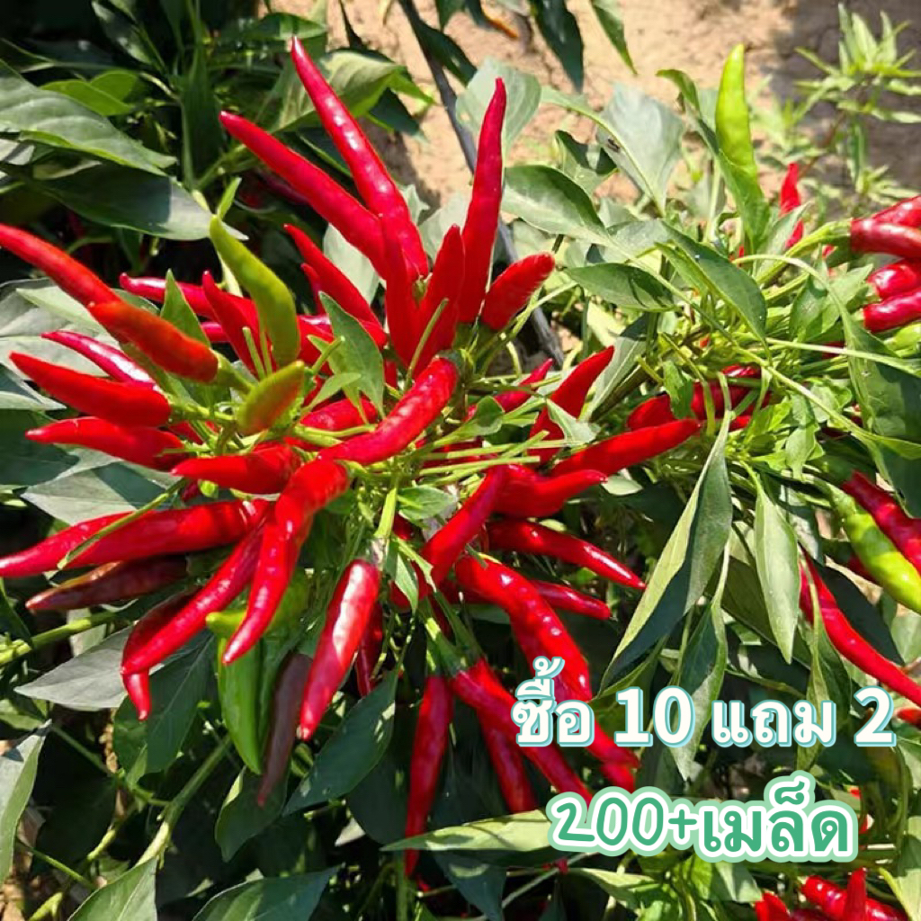 เมล็ด​พันธุ์​ พริกขี้หนู สีแดง​ 200+เมล็ด[​ซื้อ10แถม2]พริก