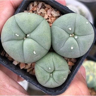 🐷🐽🐷ต้าวอ้วนหน้าเนียนมากยู้กก🐷🐽🐷Lophophora Diffusa koike เป็นลูกไม้สายหัวฟูๆจากต้นพ่อแม่ญี่ปุ่น🇯🇵