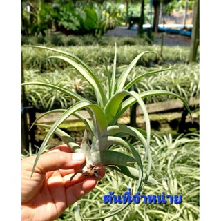 Tillandsia flexuosa vivi para