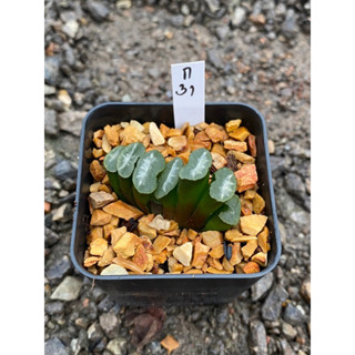 truncata shirayayukifuji’(ทรังคาต้า ติดด่าง)  รหัส ก.31-ก.40