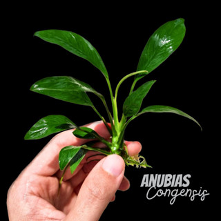 อนูเบียส ใบแหลม เลือกได้ 2 ขนาด - ANUBIAS CONGENSIS ต้นไม้น้ำ