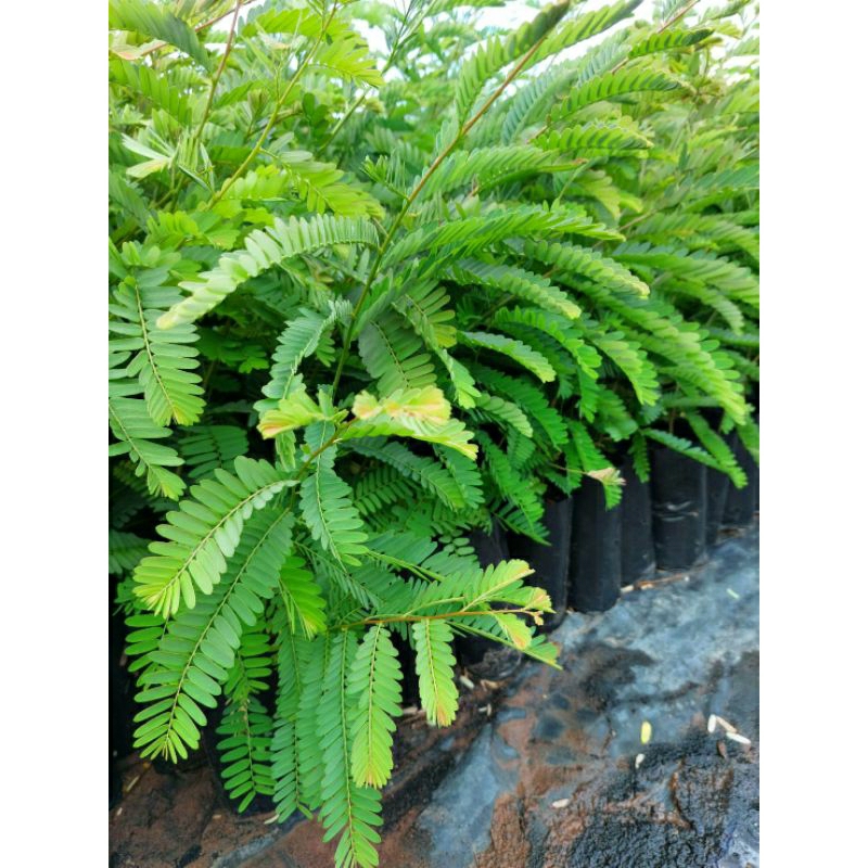 ต้นมะขามป้อม ยักษ์ทวานอินเดีย/ซื้อ 5แถม 1ถุง/ผลใหญ่ติดผลดกทั้งปี - รูปที่ 2