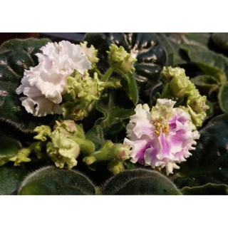 แอฟริกันไวโอเลตสายพันธุ์รัสเซีย Russia African violet