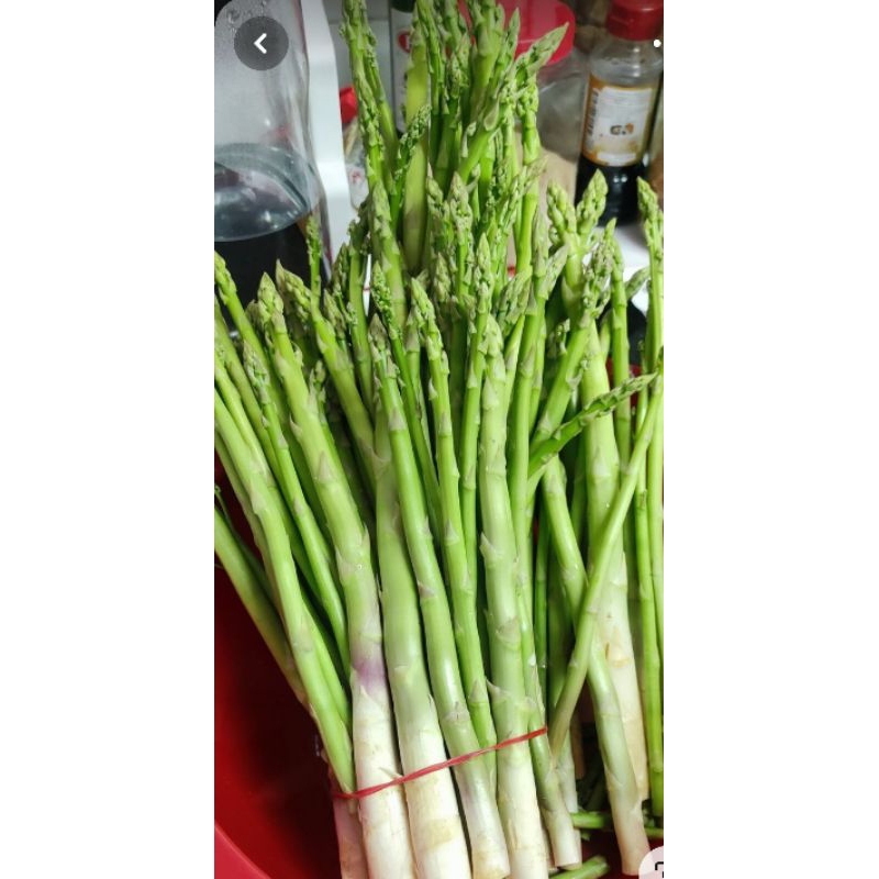🌱เมล็ดหน่อไม้ฝรั่ง 25  เมล็ด (5แถม1คละได้)