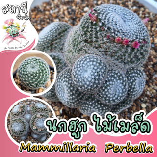 แมมนกฮูก Mammillaria Perbella กระบองเพชร ไม้อวบน้ำ succulent แคคตัส cactus