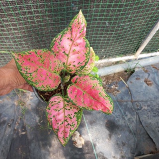 ต้นอัญมณีแดง อโกลนีมา Aglaonema ไม้มงคล ไม้ประดับเสริมบารมี ส่งพร้อมกระถางดำ 5 นิ้ว