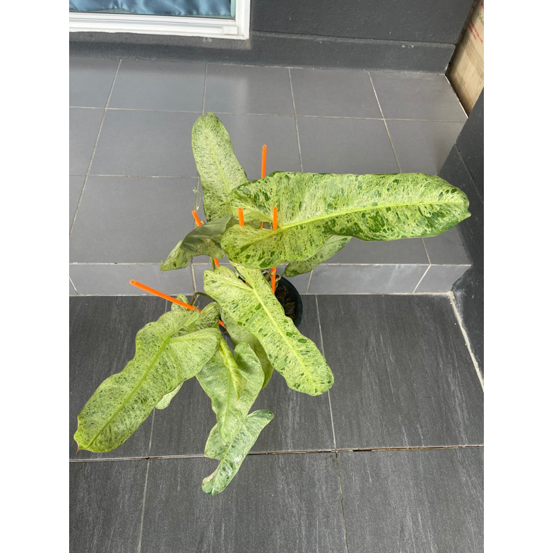 ฟิโลเดนดรอน พาไรโซ่ Philodendron paraiso กระถาง6นิ้ว