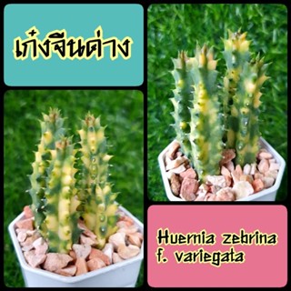 เก๋งจีนด่าง (Huernia zebrina f. variegata) ด่างสีสวย ดูรูปปัจจุบันแจ้งได้ค่า