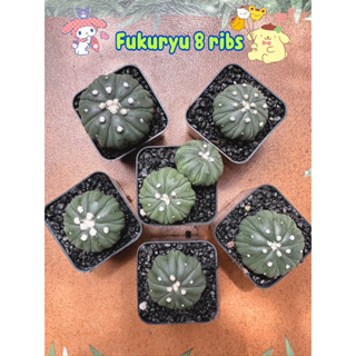 Astrophytum nudum 8 ribs fukuryu