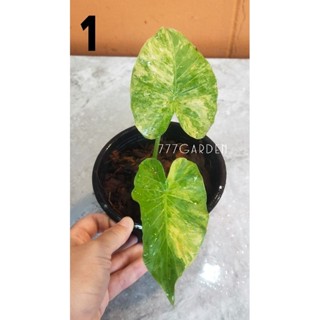 บอนหูช้างด่างเหลือง 🐘✨ Alocasia gageana aurea variegated..ในกระถาง..4-5นิ้ว..รากเดินดี.