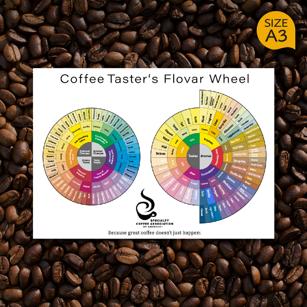 โปสเตอร์ กาแฟ Coffee Taster's Wheel วงล้อรสชาติกาแฟ สำหรับตกแต่งร้านกาแฟ ภาพคมชัด ส่งไว ขนาด A3