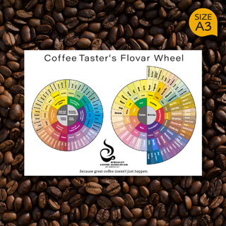 โปสเตอร์ กาแฟ Coffee Tasters Flavor Wheel Poster ตกแต่งร้านกาแฟ แต่งร้านกาแฟ ป้ายร้านกาแฟ ของตกแต่งร้านกาแฟ (A3)