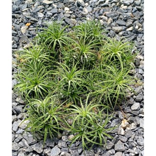 Tillandsia ionantha ชุดละ 10 กอ