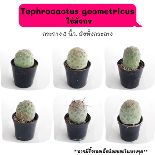 TT004 Tephrocactus geometricus ไข่มังกร  cactus กระบองเพชร แคคตัส กุหลาบหิน พืชอวบน้ำ