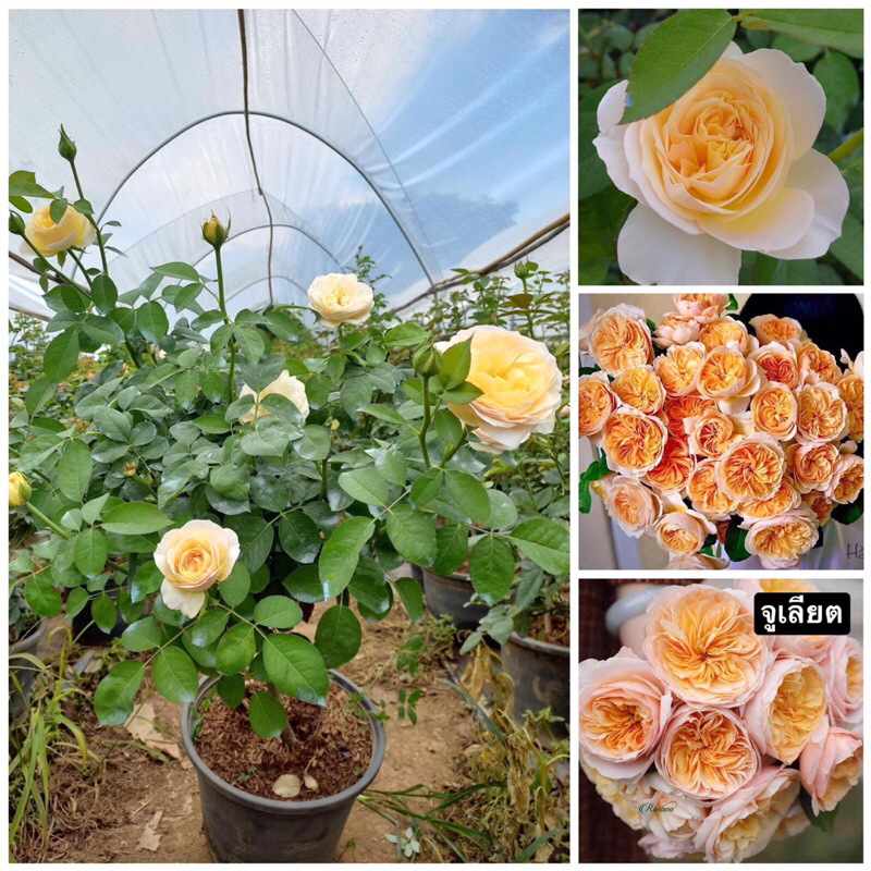 กุหลาบ-จูเลียต Juliet (กระถาง 12 นิ้ว) สีเหลือง ทรงถ้วยบานทน หอมๆ
