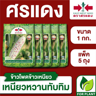 ขายส่ง เมล็ดพันธุ์ ศรแดง BIG ข้าวโพดข้าวเหนียว เหนียวหวานทับทิม ขนาด 1 กิโลกรัม (บรรจุ 1 กิโลกรัม x 5 ถุง)