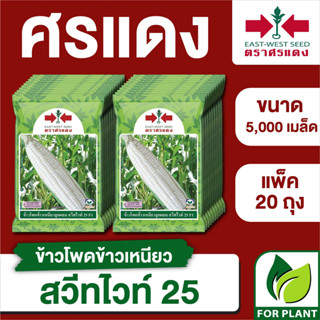 ขายส่ง เมล็ดพันธุ์ ศรแดง BIG ข้าวโพดข้าวเหนียว สวีทไวท์25 ขนาด 5,000 เมล็ด (บรรจุ ขนาด 5,000 เมล็ด x 20 ถุง)