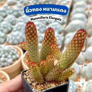 🔆 นิ้วทอง หนามแดง 💙 Mammillaria Elongata 🪴 แคคตัส กระบองเพชร