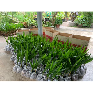🌴พันธุ์มะพร้าวพวงร้อยแท้100%🌴ลูกดกเลี้ยงง่ายโตไวนำ้หวาน1ทลายไม่ตำ่กว่า40ลูกแน่นอนส่งขั้นตำ่3ต้น🌴