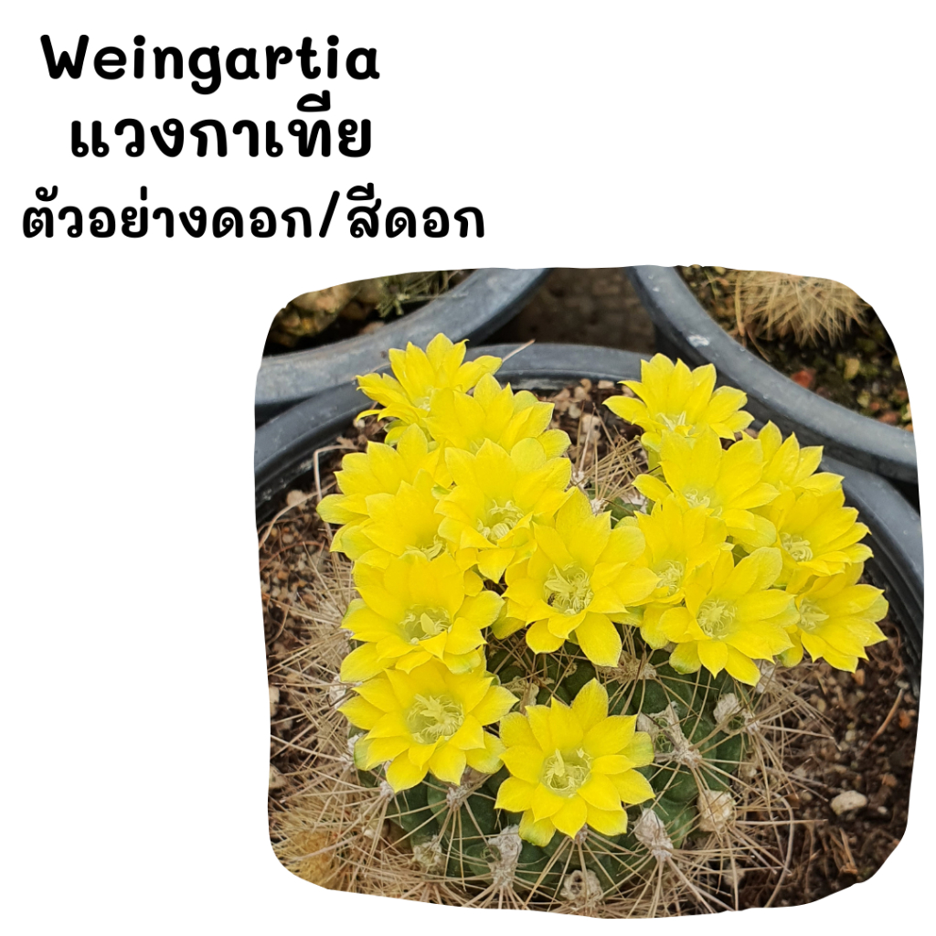 WT001 Weingartia แวงกาเทีย ไม้เมล็ด cactus กระบองเพชร แคคตัส กุหลาบหิน พืชอวบน้ำ